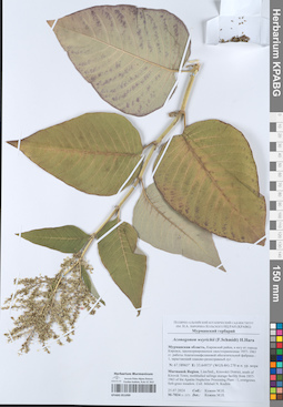 KPABG051099