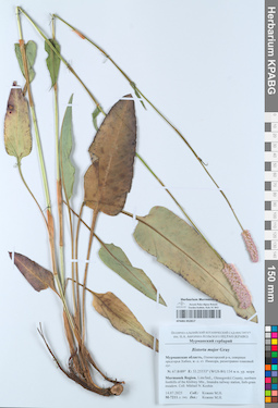 KPABG052817