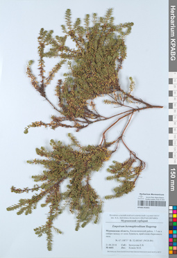 KPABG052831