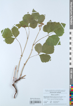 KPABG052848