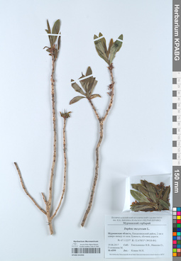 KPABG052950