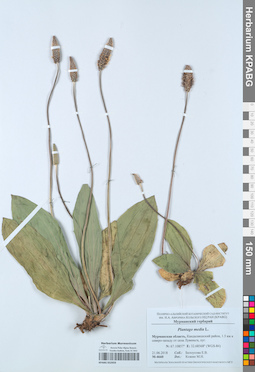 KPABG052959