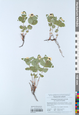 KPABG052975