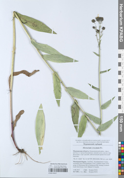 KPABG053017