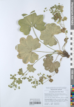 KPABG051703
