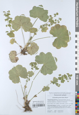 KPABG051743