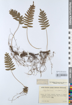 KPABG050440