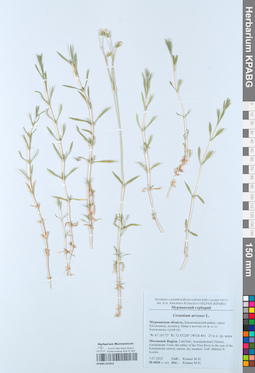 KPABG052052