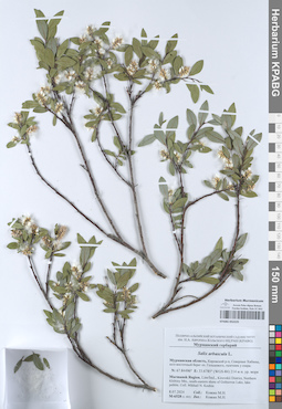 KPABG052225