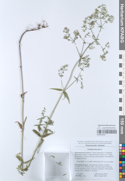 KPABG052431