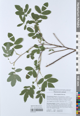 KPABG052440