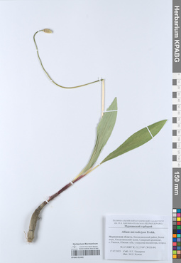 KPABG052482