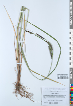 KPABG052495