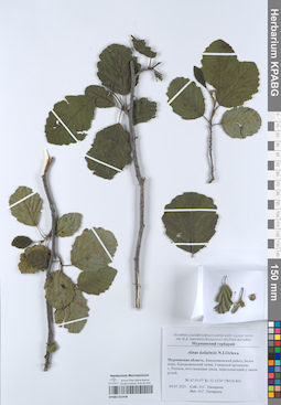 KPABG052496