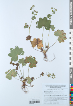KPABG052509