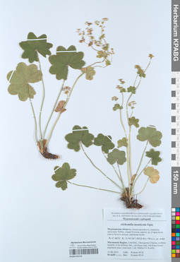 KPABG052510