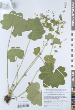 KPABG052513