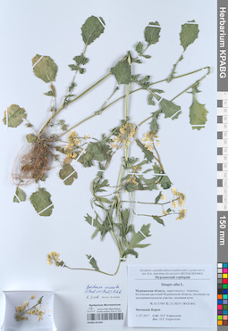 KPABG051902