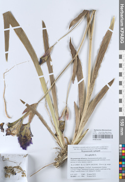 KPABG051903