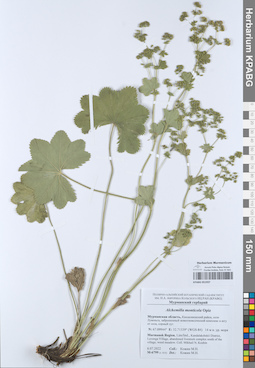 KPABG051937