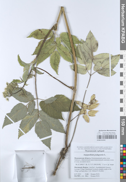 KPABG051953