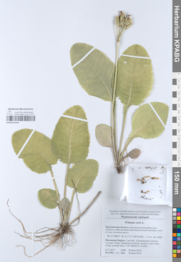 KPABG051959