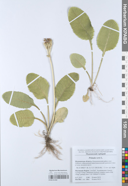 KPABG051960
