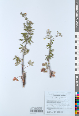 KPABG051961