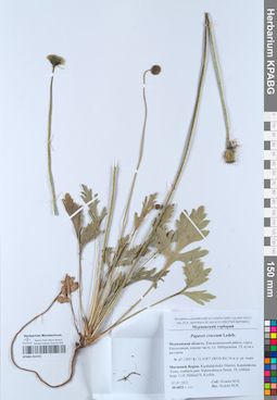 KPABG051972