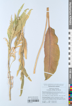 KPABG051978