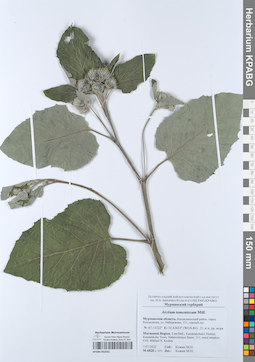 KPABG052031