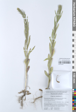 KPABG052057