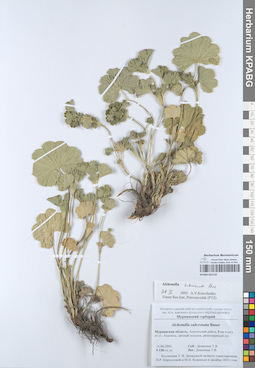 KPABG052125