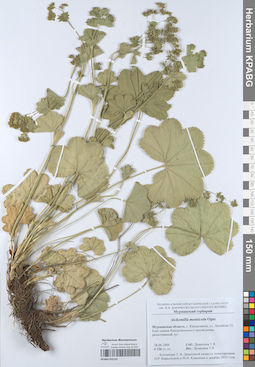KPABG052132