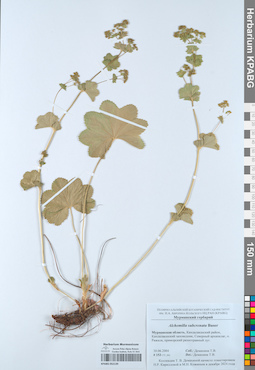 KPABG052139