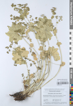 KPABG052159