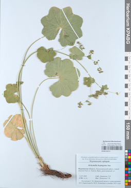 KPABG052171