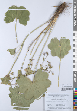 KPABG052177