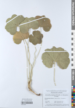 KPABG052801