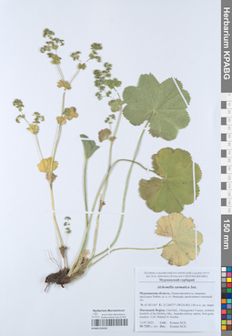 KPABG055020