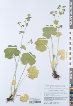 KPABG055027