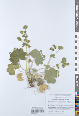 KPABG055040