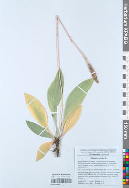 KPABG055046