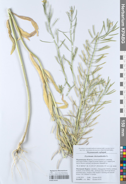 KPABG055052
