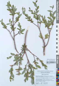 KPABG055053