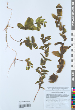 KPABG055055
