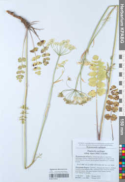 KPABG055056