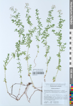 KPABG055074