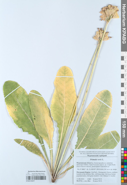 KPABG055077