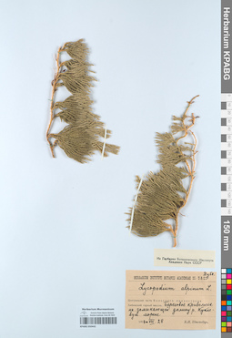 KPABG050442